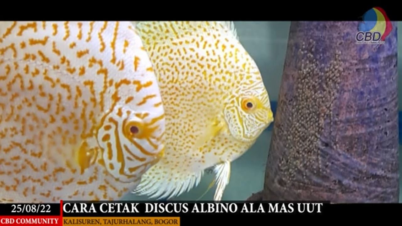 CARA CETAK DISCUS ALBINO ALA MAS UUT