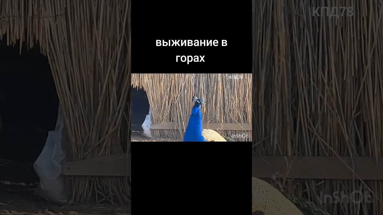 Павлины в горах. талгар