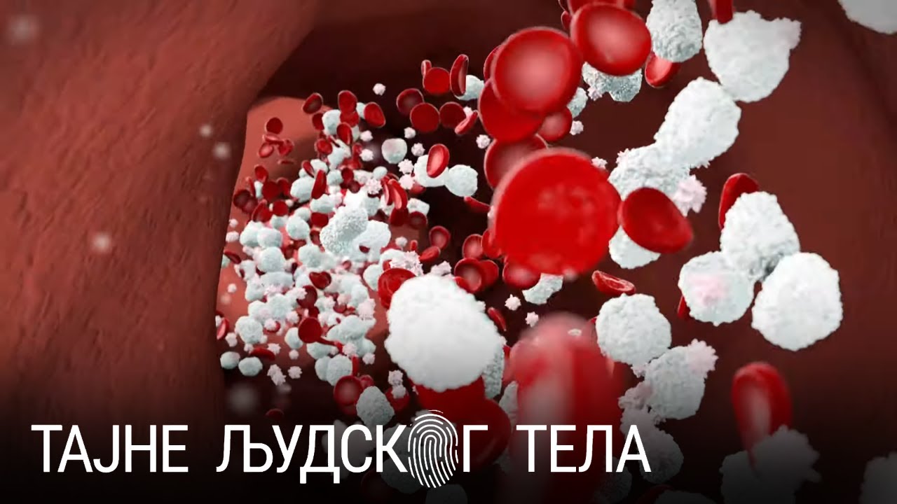 Tajne ljudskog tela - Krvni sistem
