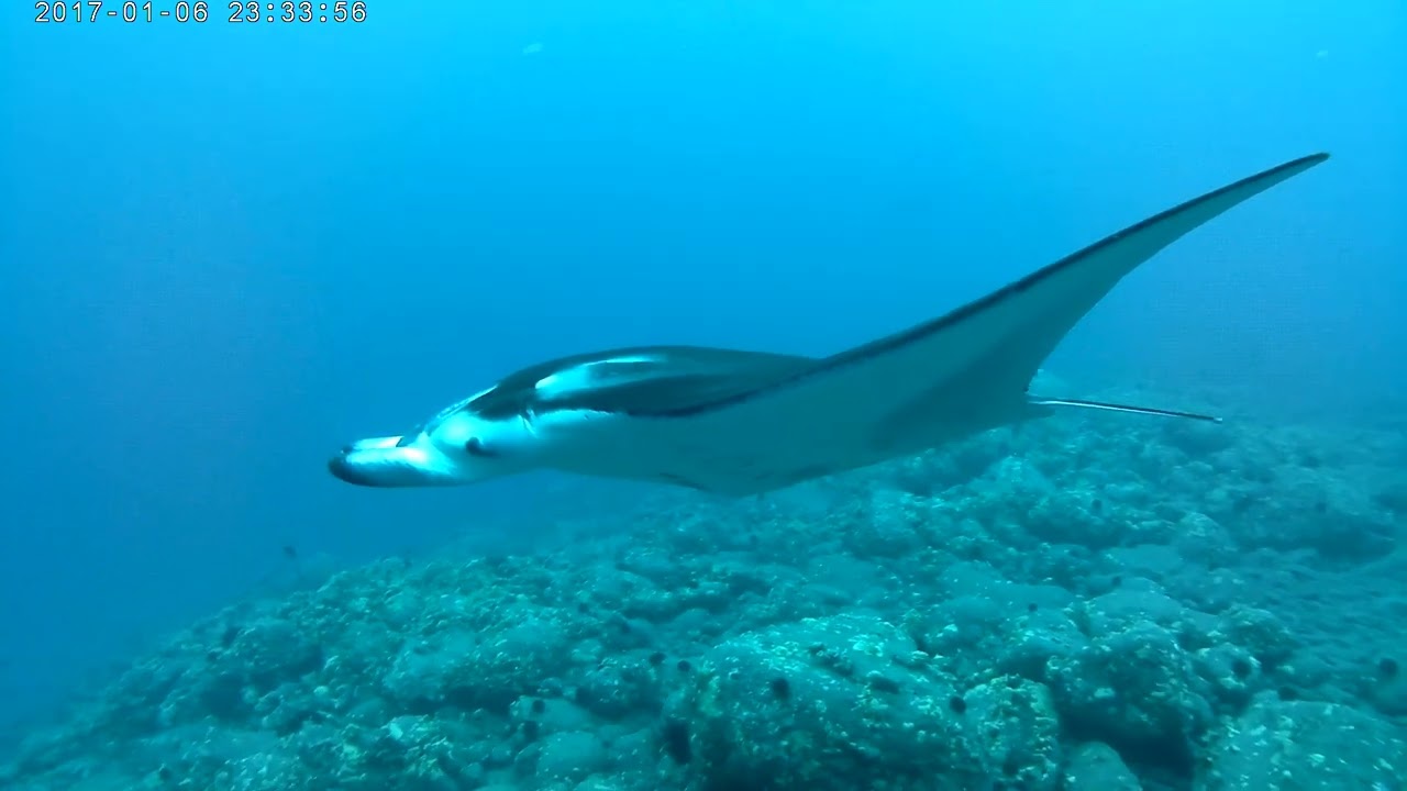 December 2023 Hawaii dive - seal and manta ray dusk dive