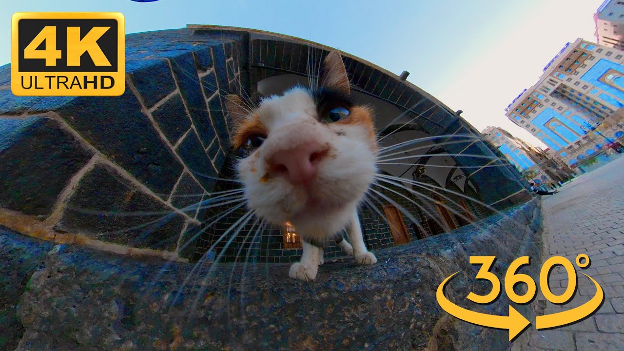 Relaxing evening walk in Medina ft. Cats  ║ 4K/5K 360 VR Immersive Clip