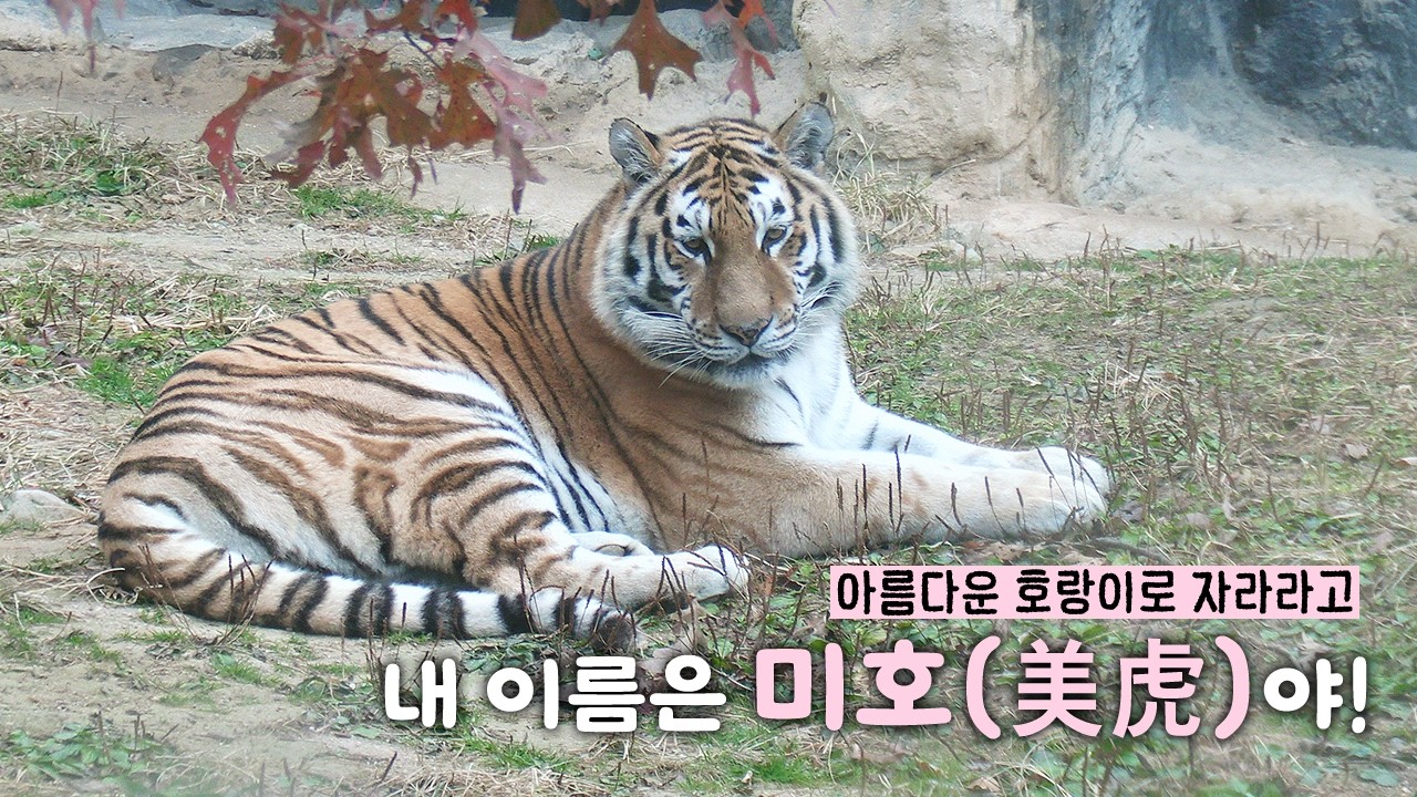 요정보다 아름다운 호랑이, 미호(美虎) 2013.06.06🍼 ~ 2026.02.18🌈  / 서울대공원 시베리아 호랑이 미호