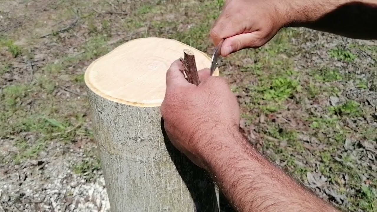 10 yıllık Ceviz Ağacında Kabuk altı Aşı - Grafting in walnut -