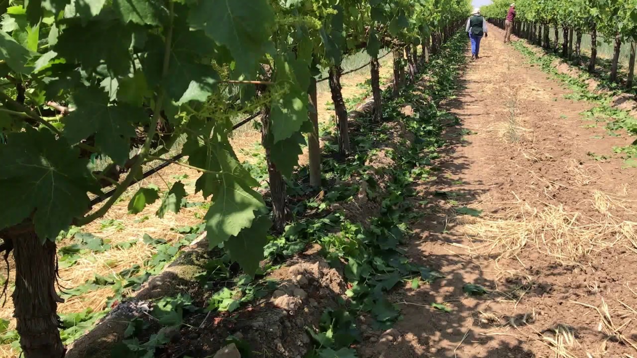 Desoje de uva
