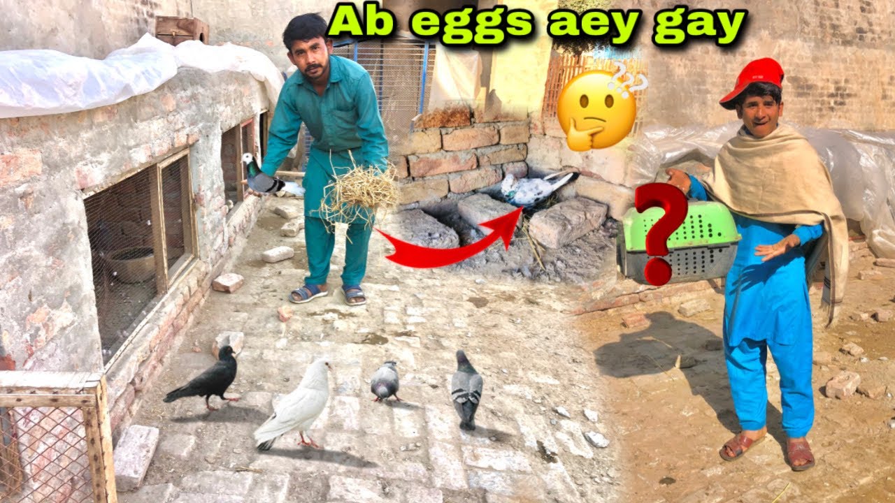 Pigeons Ney Nesting 🪺 kar dy || Surprise A Gya 😋