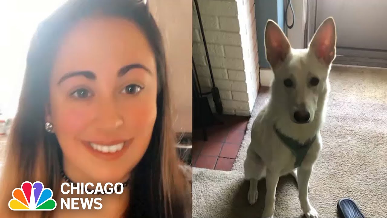 Deadly dog attack: Woman injured, Husky killed when pack of dogs attack after escaping yard