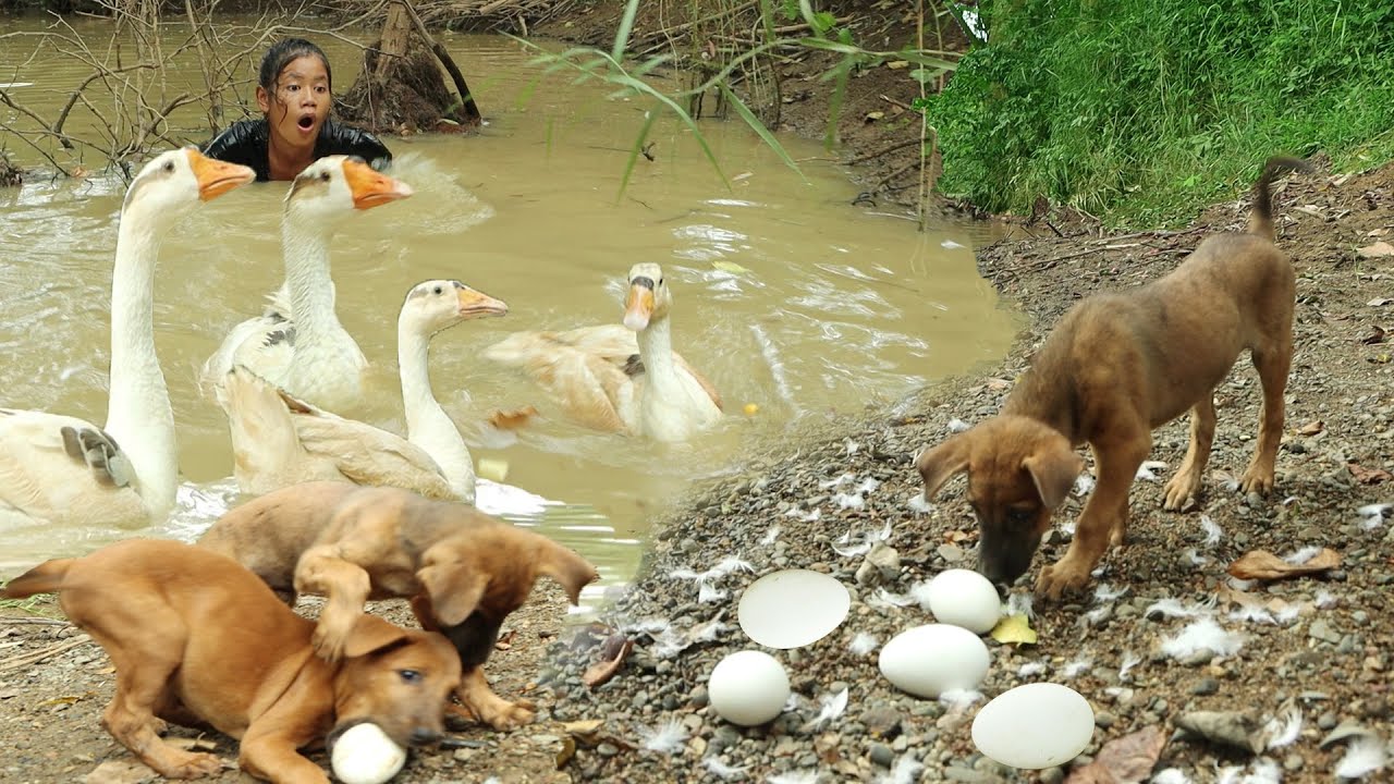 Survival in the rainforest: Cute puppies found Goose eggs - Cooking Goose eggs for food with Puppies
