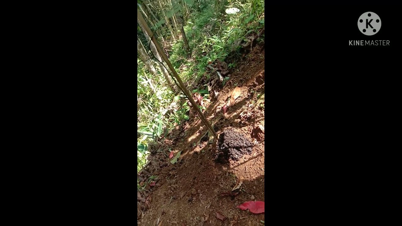 pemupukan pohon sengon/albiso dg pupuk  kandang.