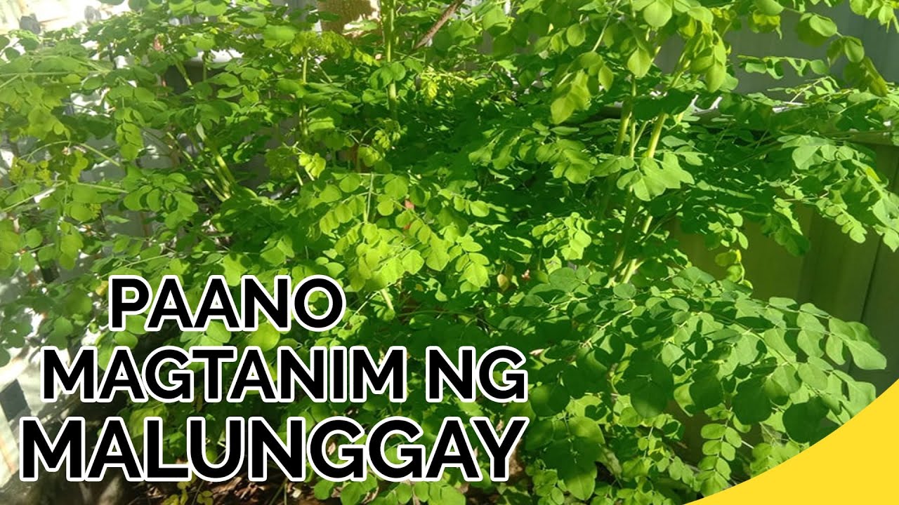 PAANO MAGTANIM NG MALUNGGAY | How to Plant Malunggay