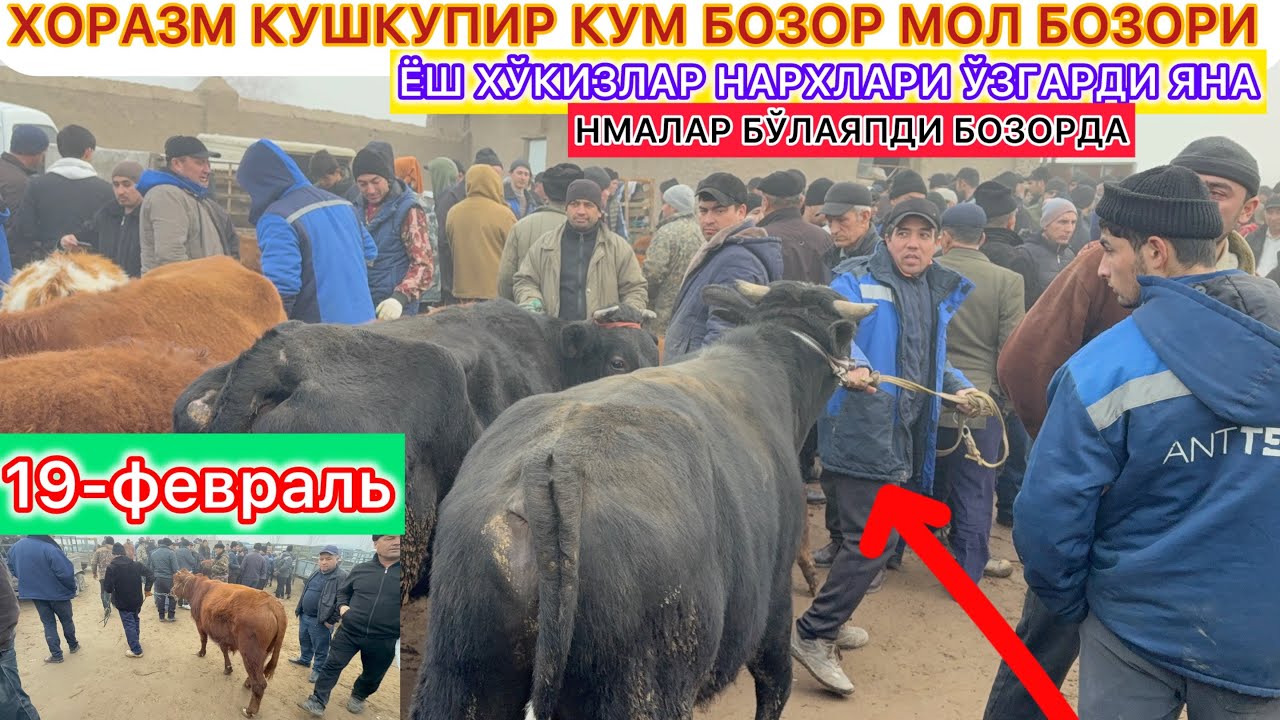 ХОРАЗМ КУШКУПИР КУМ БОЗОР МОЛ БОЗОРИ НМАЛАР БЎЛАЯПДИ БОЗОРДА ЁШ ХЎКИЗЛАР НАРХЛАРИ ЎЗГАРДИ ЯНА