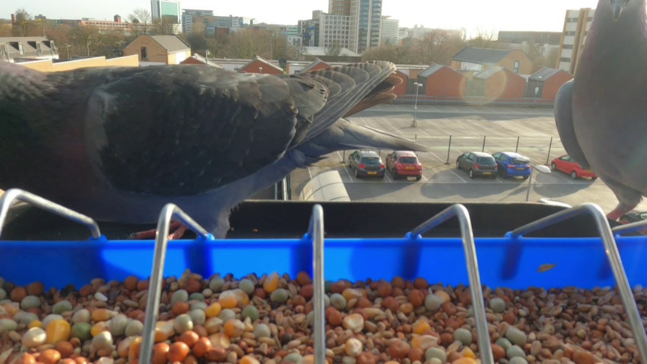 Pigeons Eating Seeds At Daily Usual Time