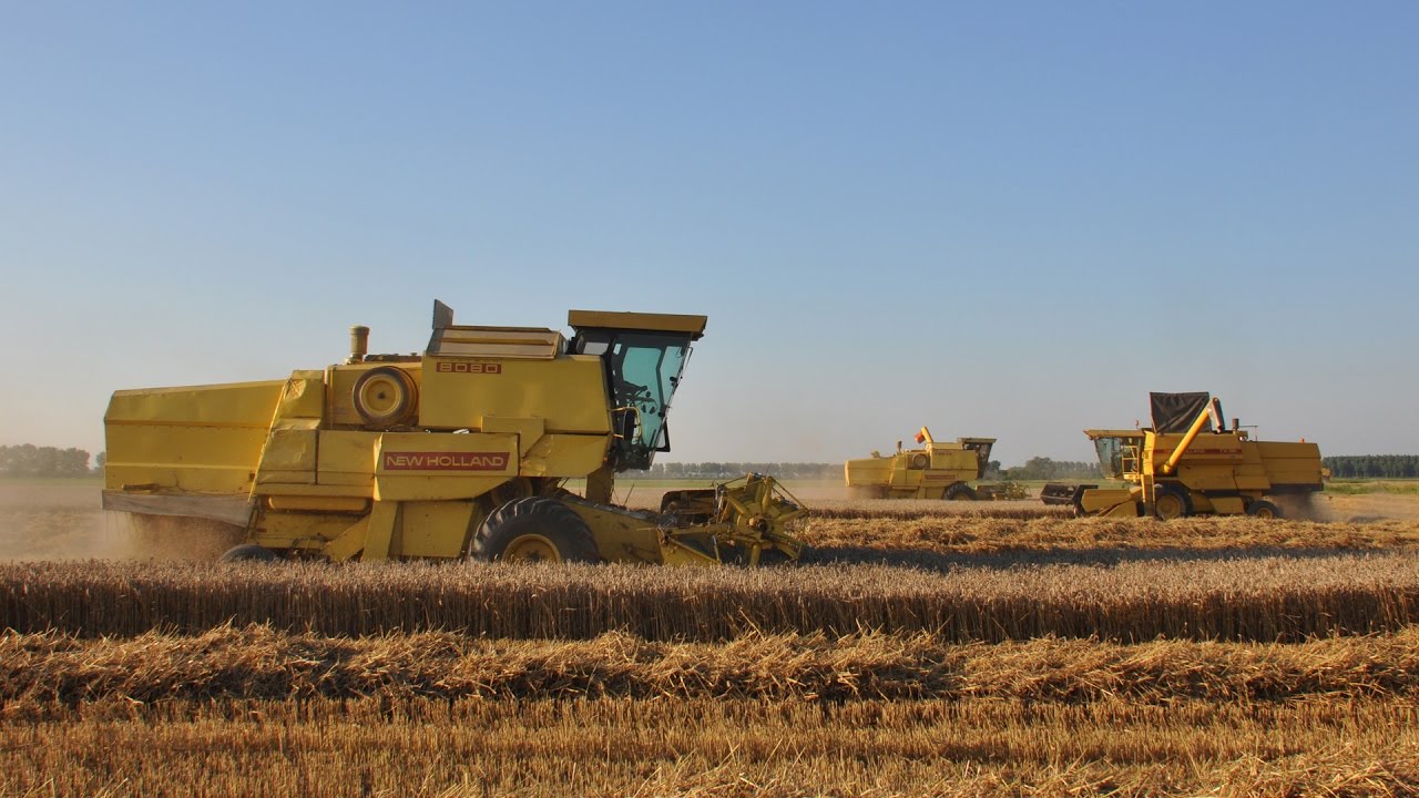 New Holland TX36 & 2x New Holland Clayson 8080 - tarwe dorsen