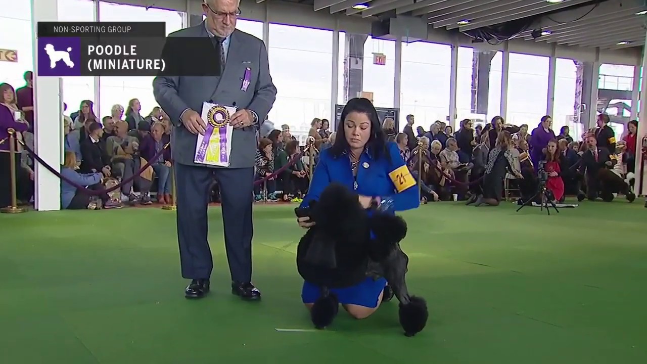 Poodles (Miniature) | Breed Judging 2019