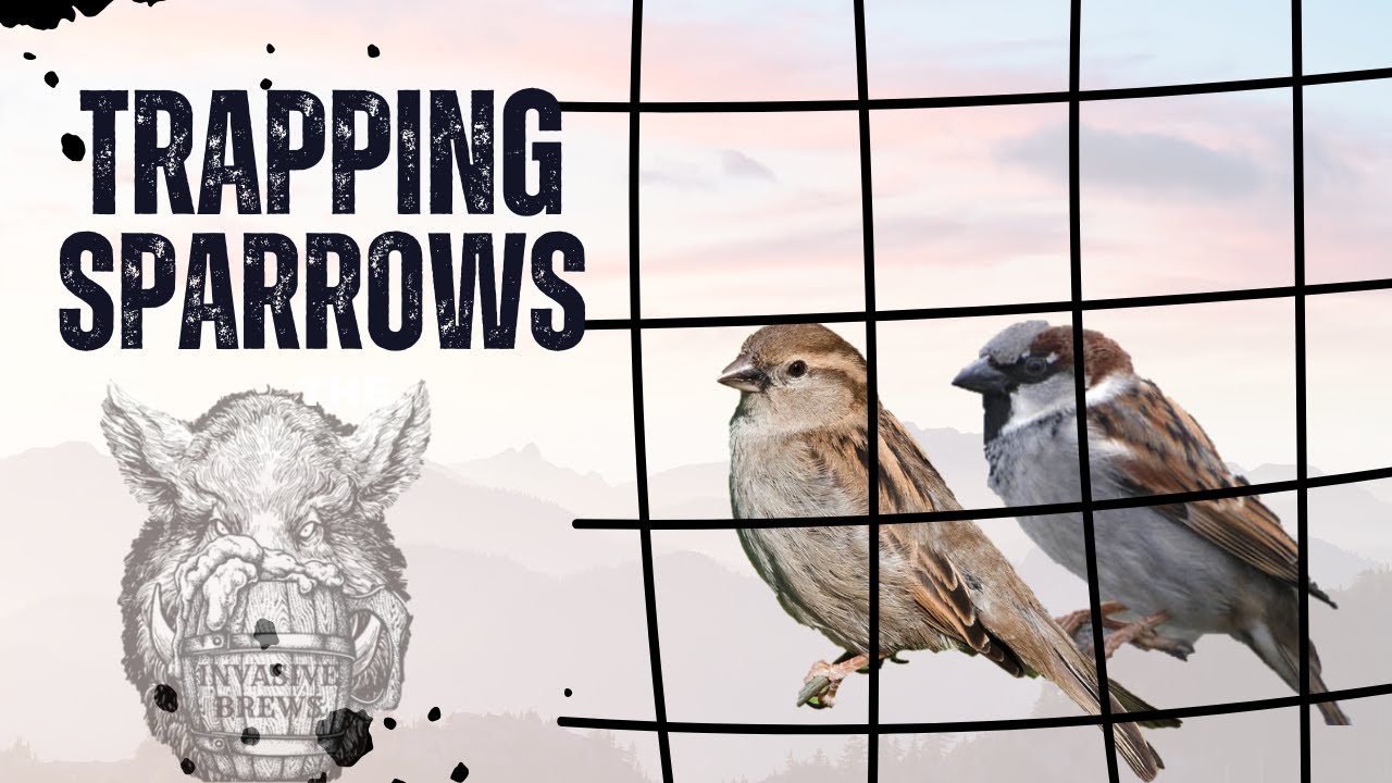 Trapping and Identifying House Sparrows