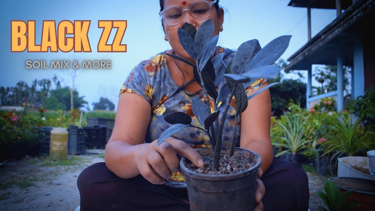 How to Make Black ZZ Plant Soil Mix I ZZ Plant Care and Tips in Nepali