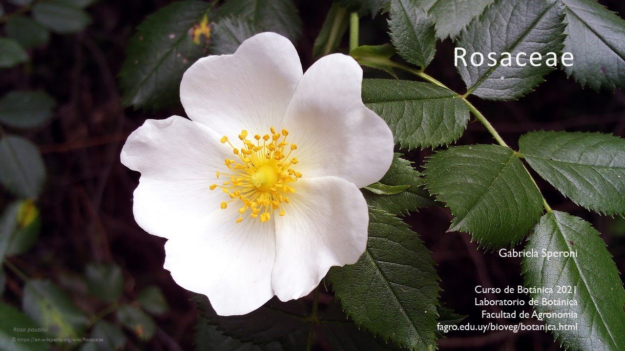 Rosaceae