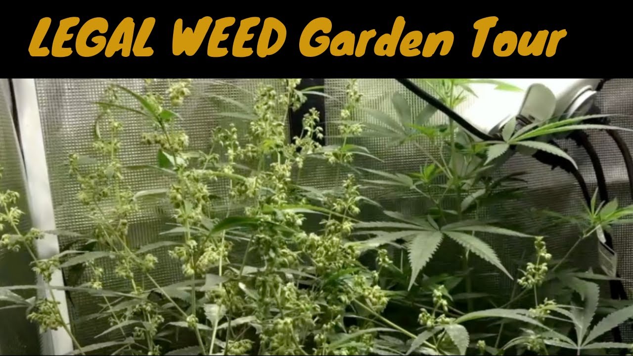From 2019 Cannabis GARDEN TOUR