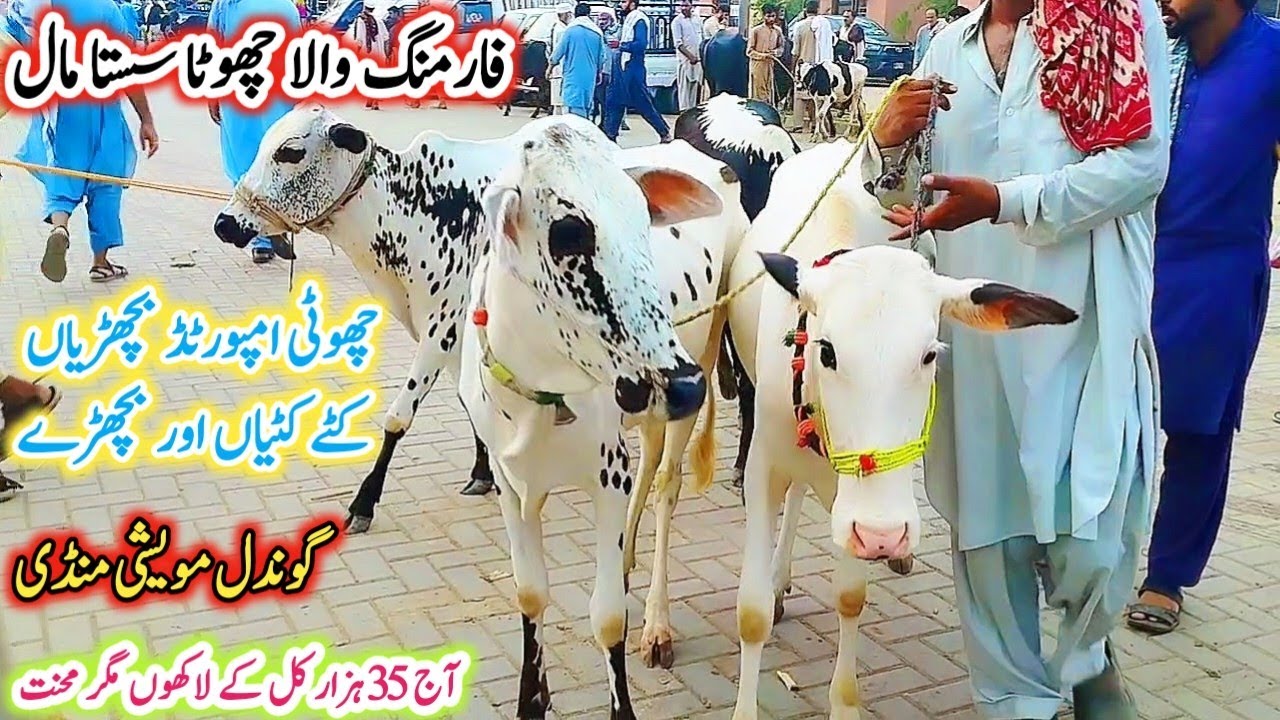 Gondal Mandi latest update 12Nov2025!Farming wala chota Mall!imported heifers katy or katya!#heifer