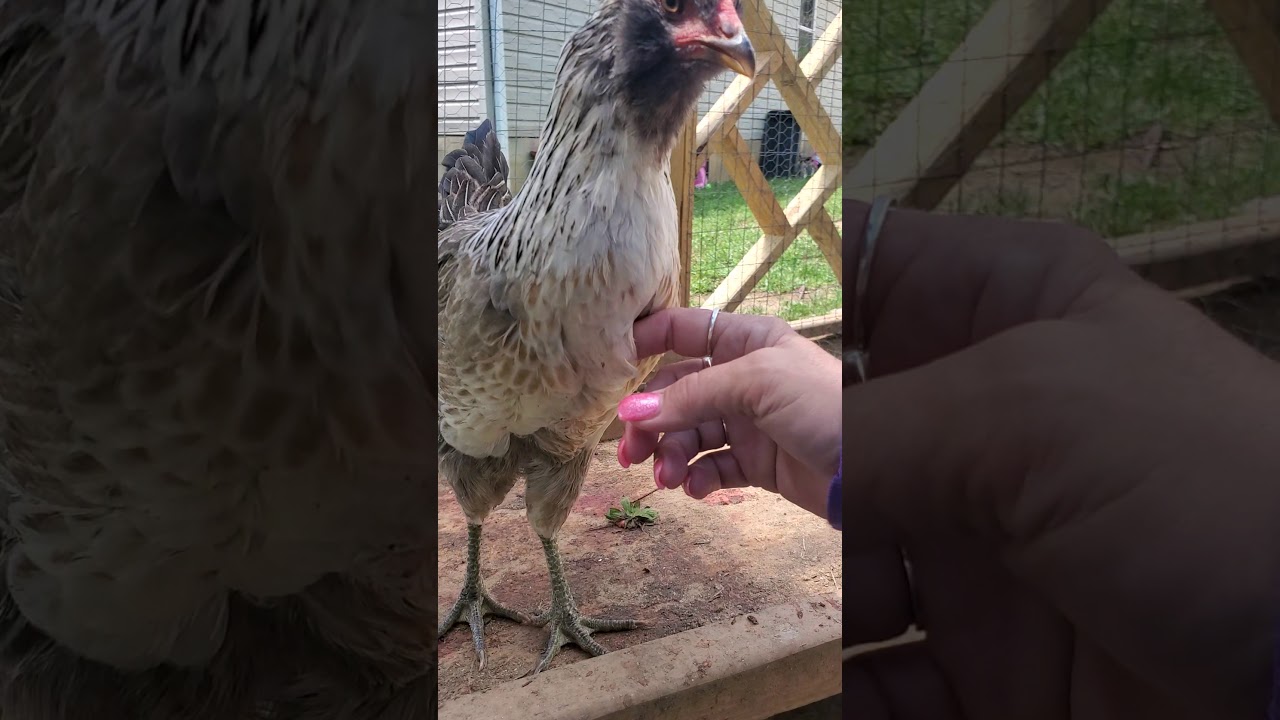 12 week old Easter Eggers