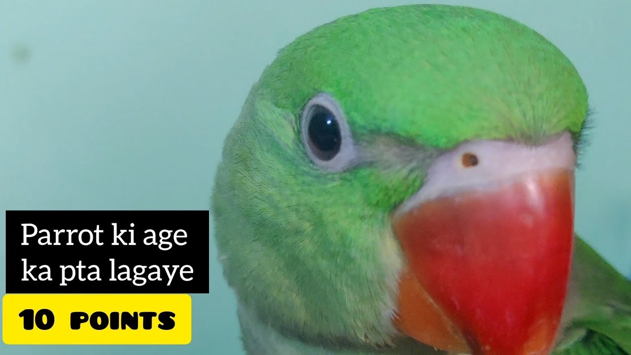 How to know parrot age #parrotdiet #parrotage #parrottrainning 