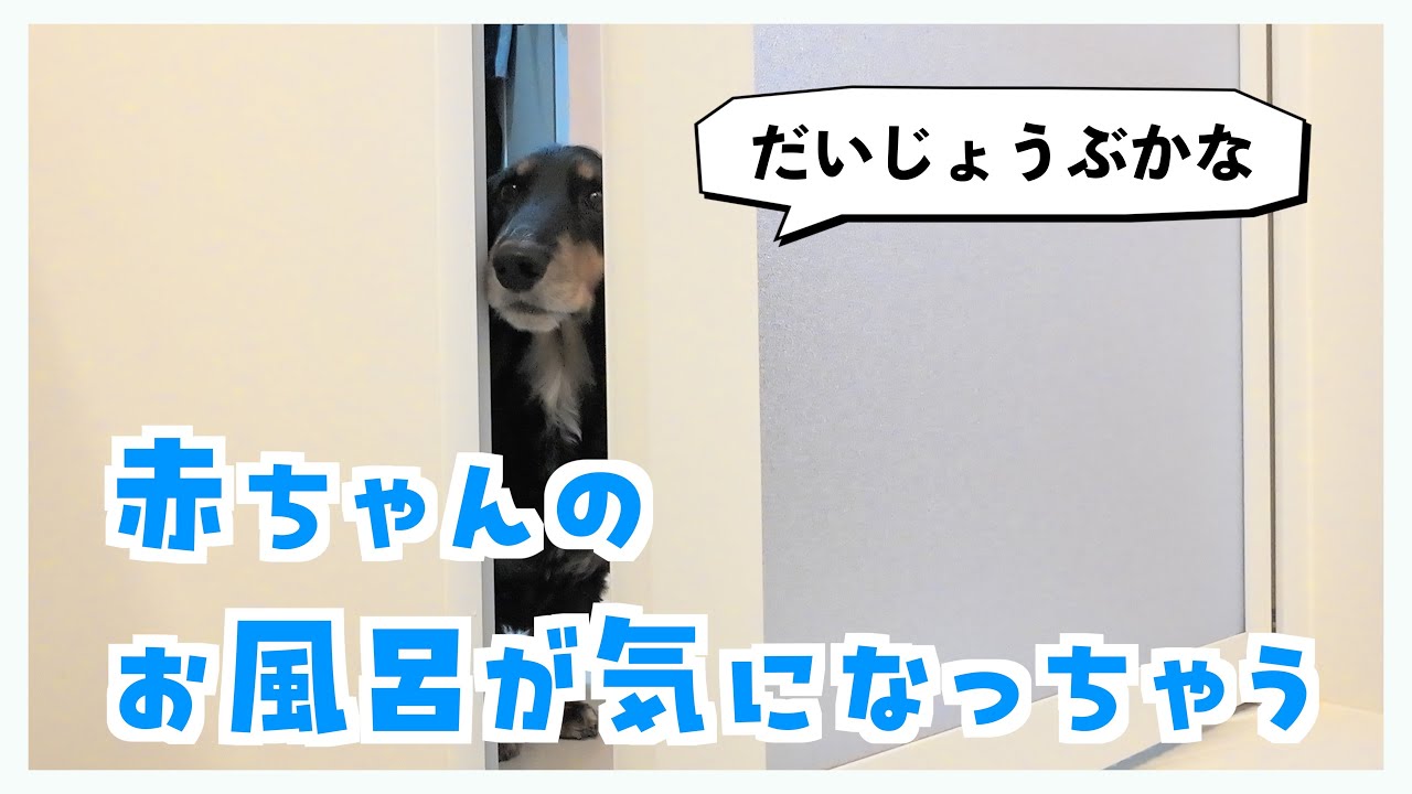 お散歩で大興奮/ 赤ちゃんのお風呂を見守るお兄ちゃん犬が可愛すぎる