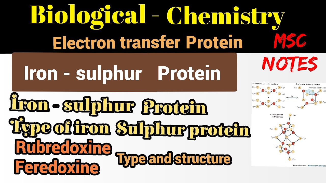 Iron sulphur protein # electron transfer proteins # rubredoxine and feredoxine protein # MSc notes