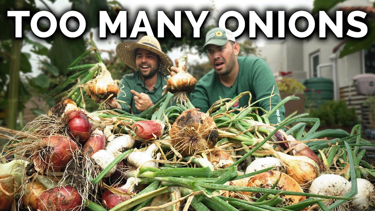 We've NEVER Grown Onions This Big...