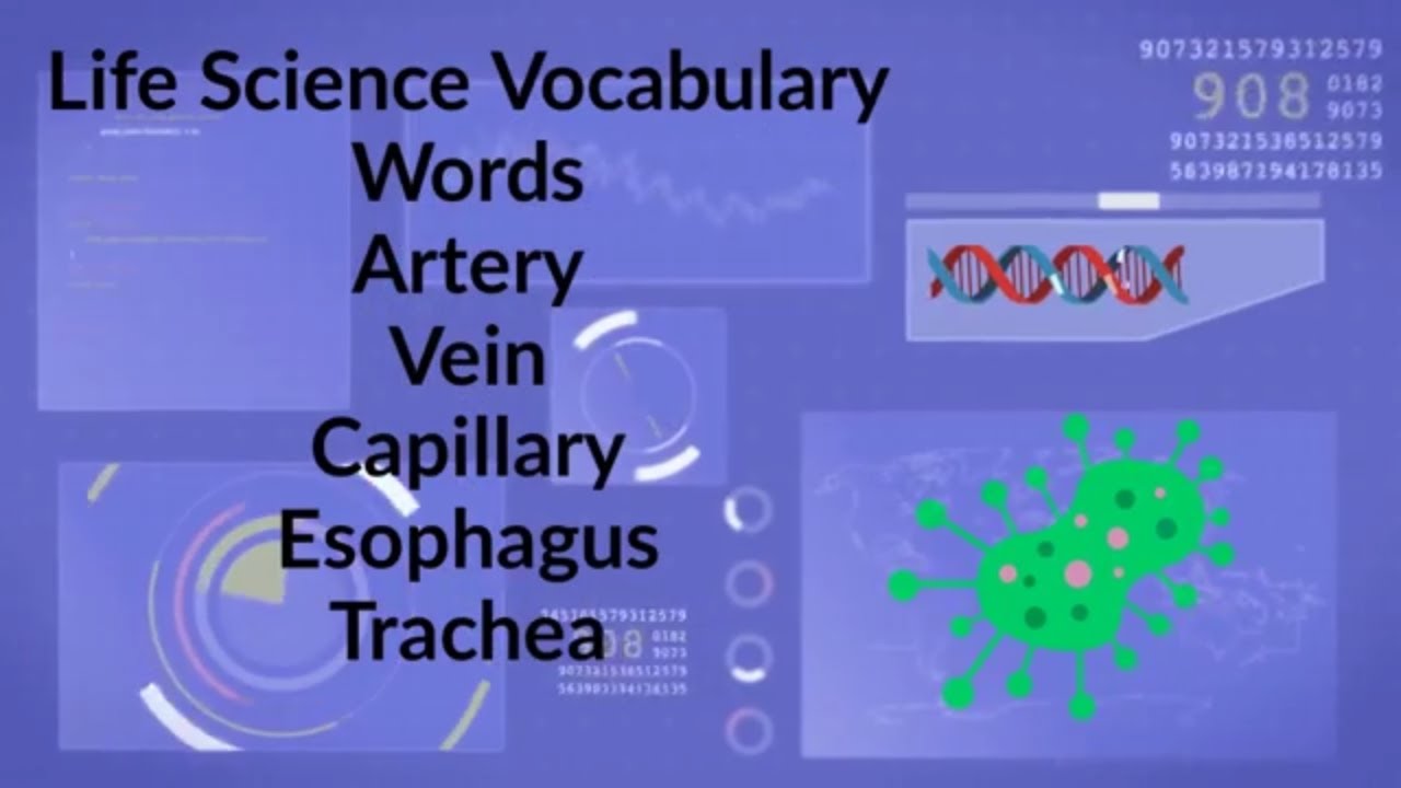 Биология: словарный запас, 8-я неделя
