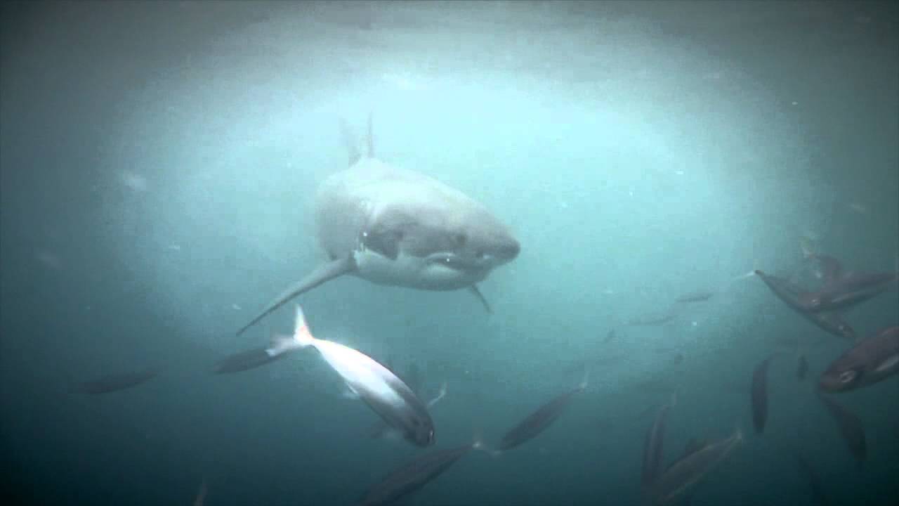 January Jones & White Sharks Distributed by Your Sanctuary TV