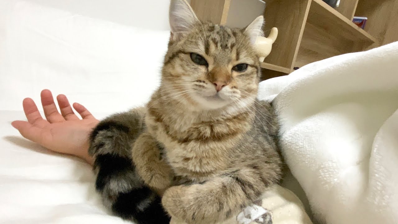 １０日ぶりに会う妹の腕にくっついて離れない子猫！