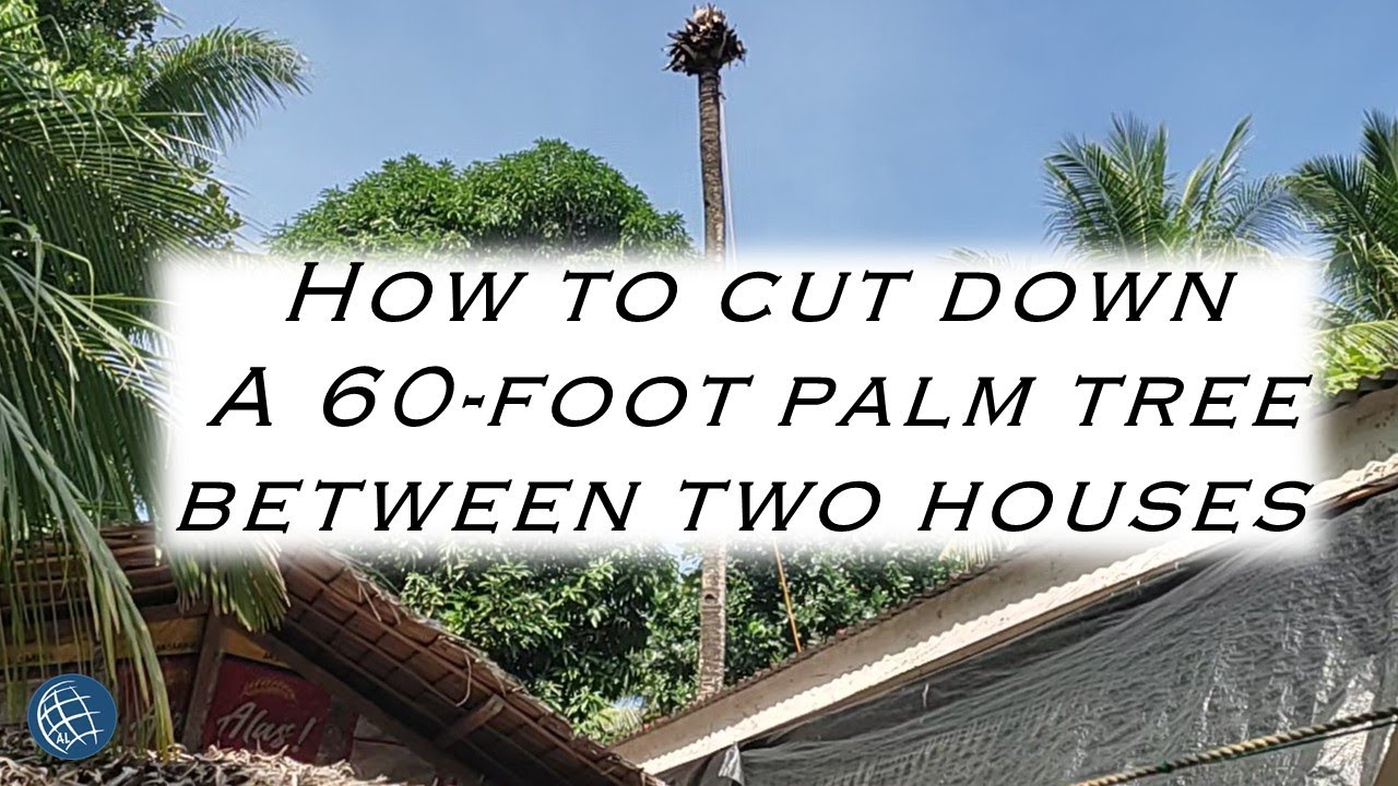 Difficult Cut down of Coconut Tree
