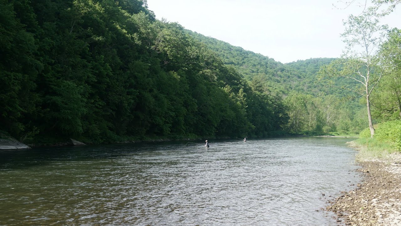 Fly Fishing in the PA WILDS! (Pine Creek Trout Fishing)