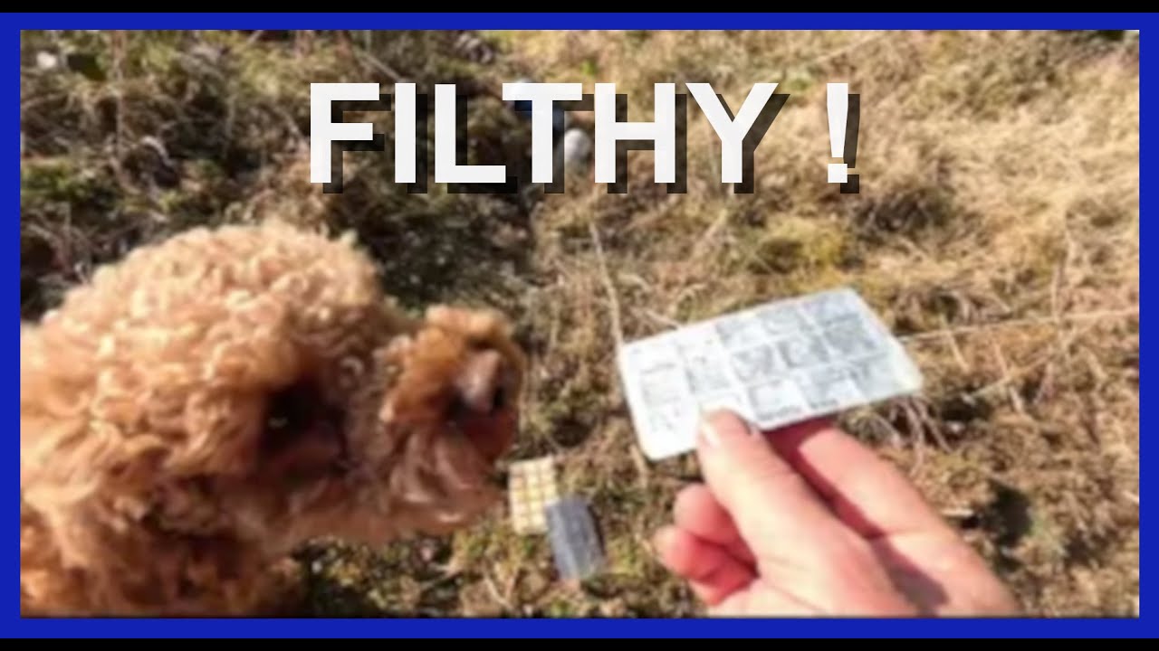 Long Dog Walk and the Filthy People of Rhondda Cynon Taff.
