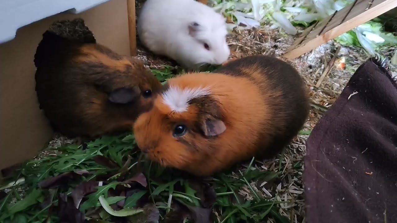 Cute Guinea pig family munching together 
