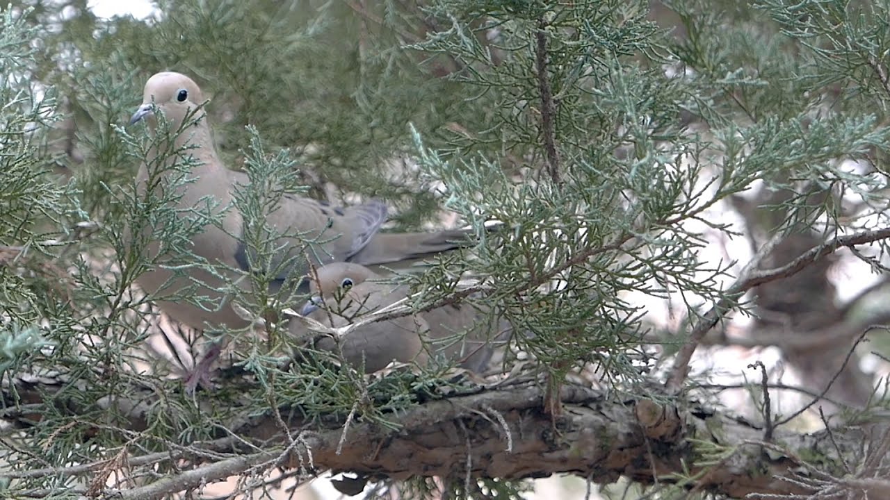 Mourning Doves Building a Nest