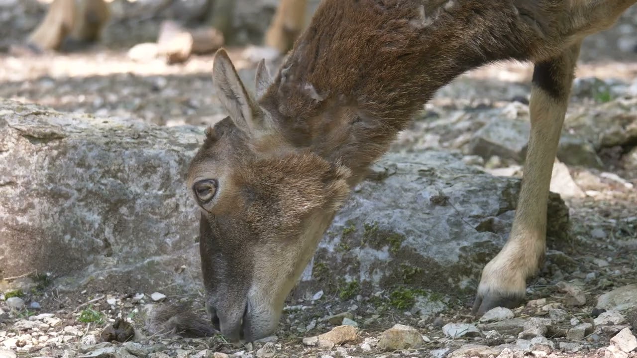 [PointFOOTAGE] Animals - wild goats chamois eat leaves autumn rocks CU - 85655
