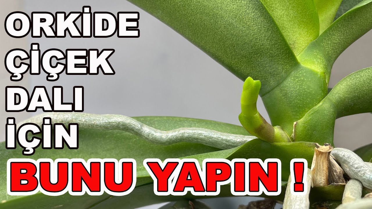 Что Сделать, Чтобы Орхидея Обильно Зацвела?Как ухаживать за орхидеями?