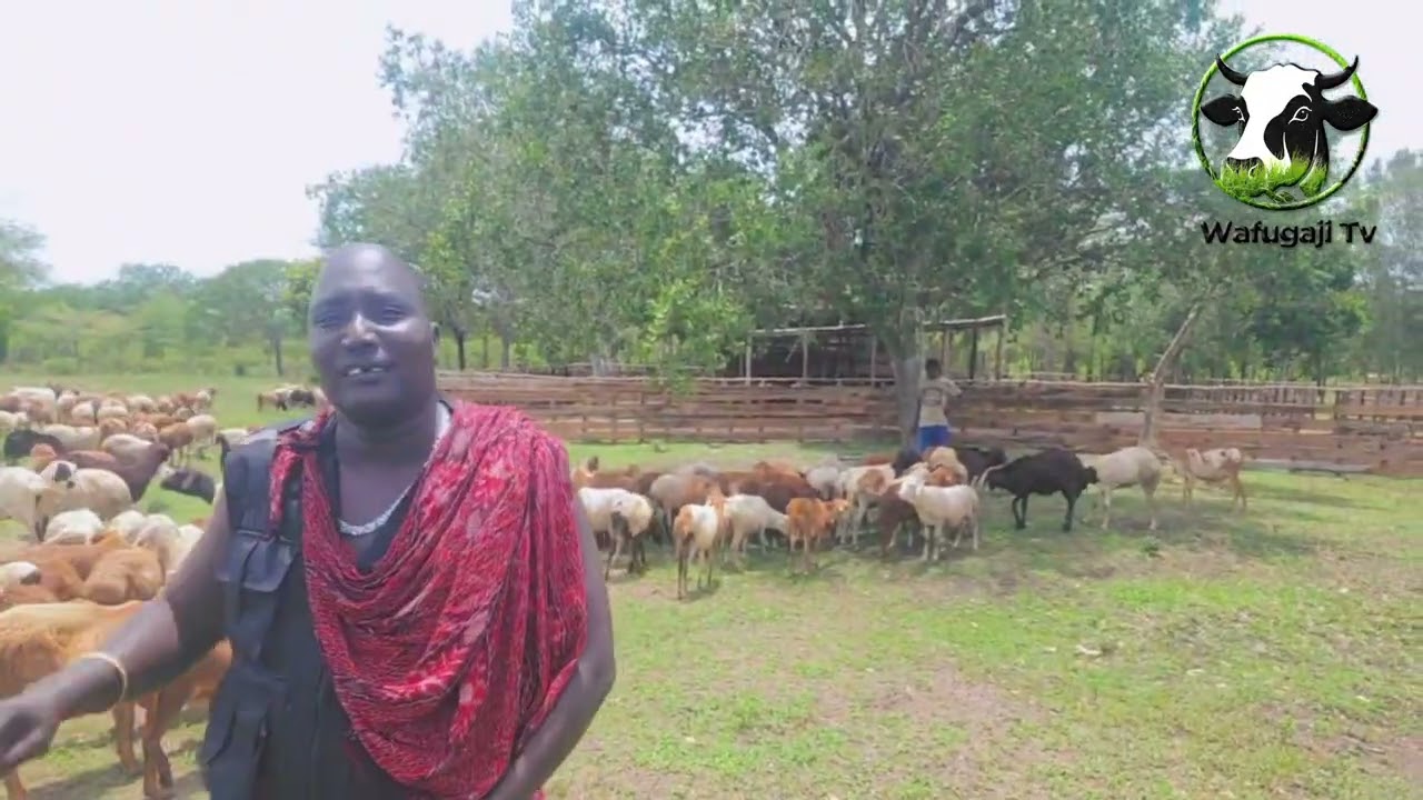 FURSA ILIYOPO KWENYE UFUGAJI WA KONDOO