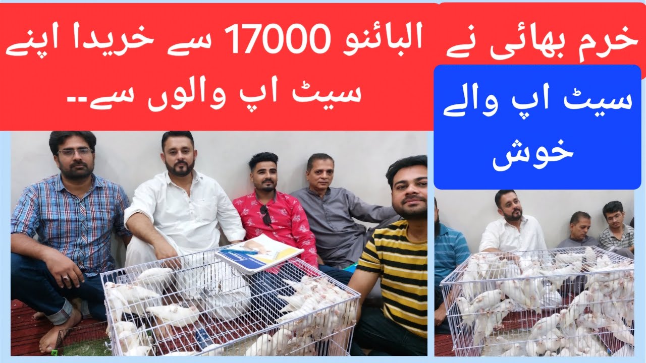 17000 کے حساب سے البائنو کی خریداری |Khurram bhai purchasing Albino Red Eye