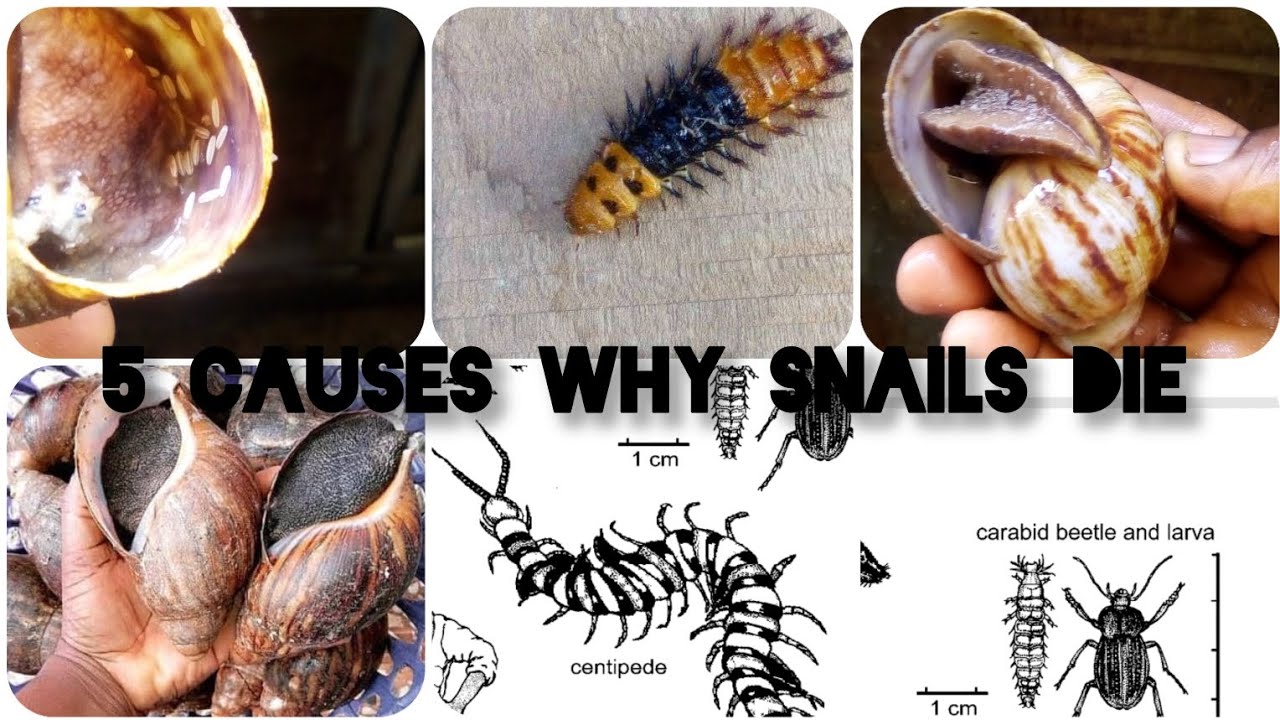 5 CAUSES WHY SNAILS DIE AND SOLUTION TO IT