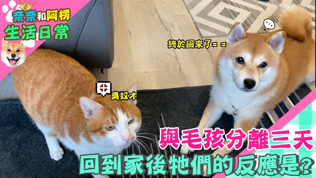 與橘寶跟奈奈分離三天 回到家後牠們的反應是? 【奈奈日常】