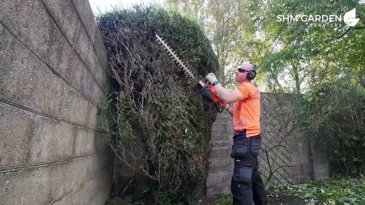 Autumn Garden Tidy Up: Pruning and Scarifying to Revive a Mossy Lawn!