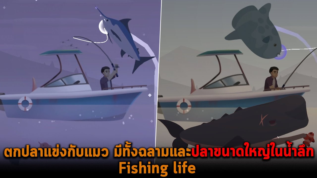 ตกปลาแข่งกับแมว มีทั้งฉลามและปลาขนาดใหญ่ในน้ำลึก Fishing life