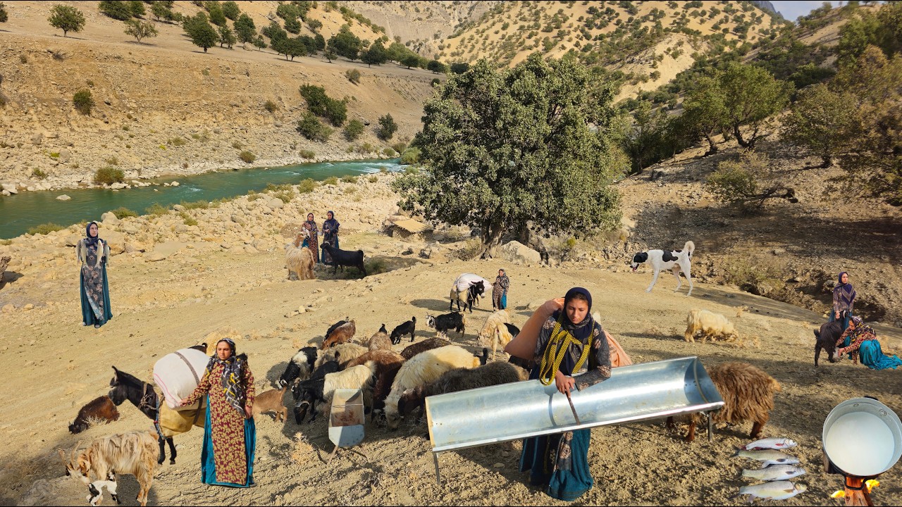 Nomadic life:Unmarried nomadic girl gathering fodder for goat have recently given birth and fishing 