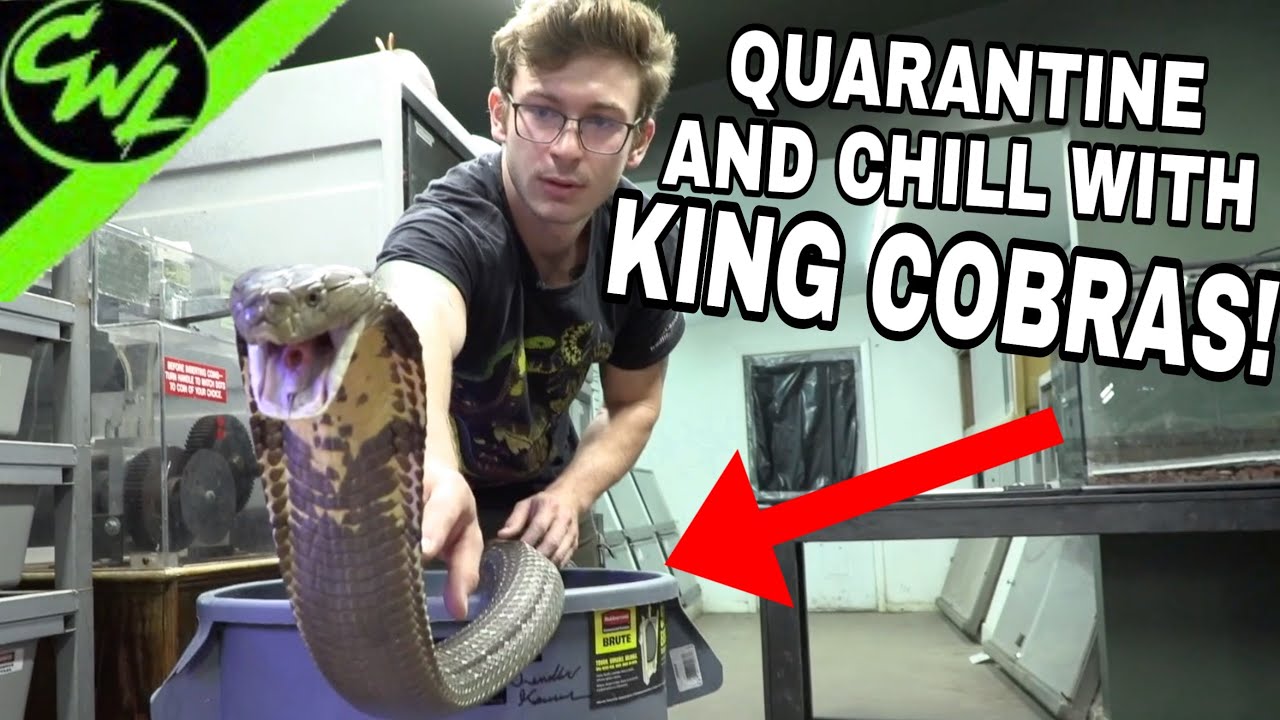 QUARANTINE AND CHILL with KING COBRAS!!!