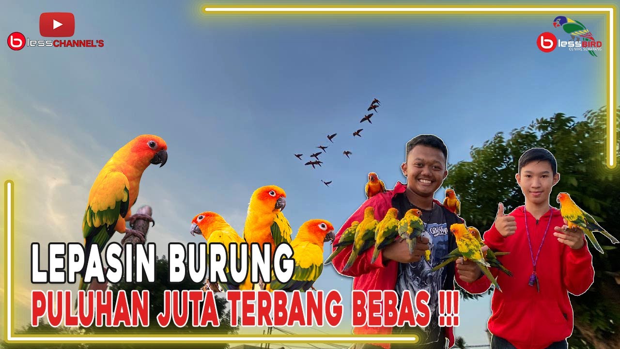 LEPASIN BURUNG PULUHAN JUTA TERBANG BEBAS ❗❗❗