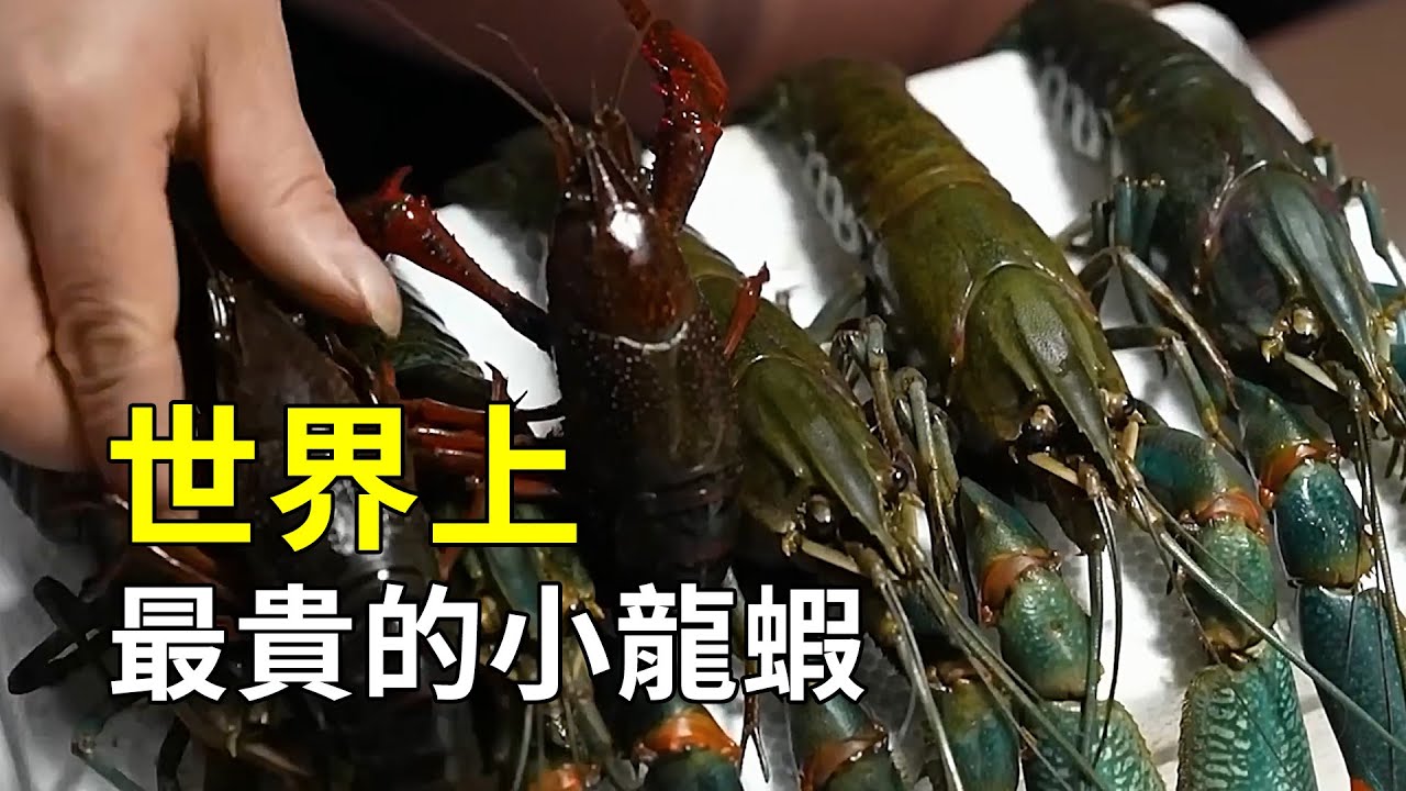 如何養殖澳洲淡水龍蝦？手臂粗的小龍蝦見過沒？