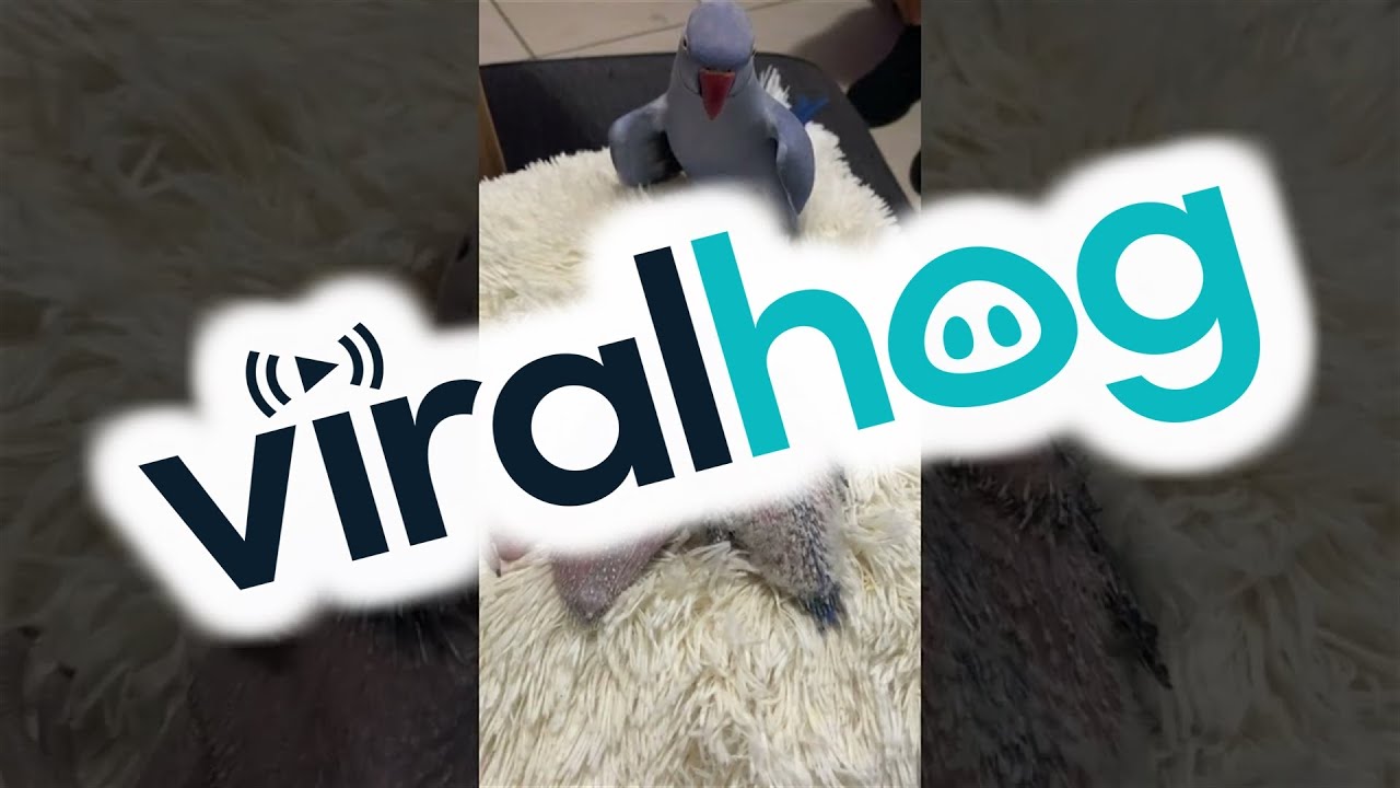 Parrot Kisses Baby Chicks || ViralHog