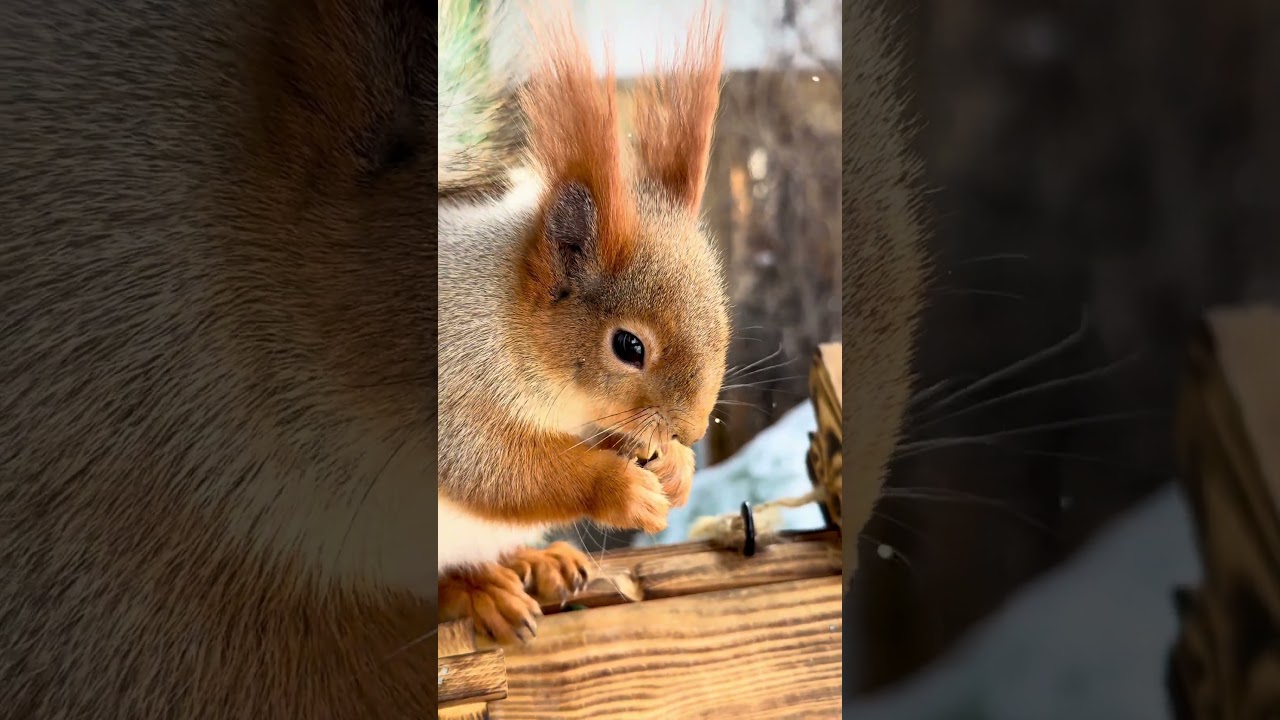 Mama Squirrel Comes for Breakfast! 🌰🐿️ мама белка пришла позавтракать.