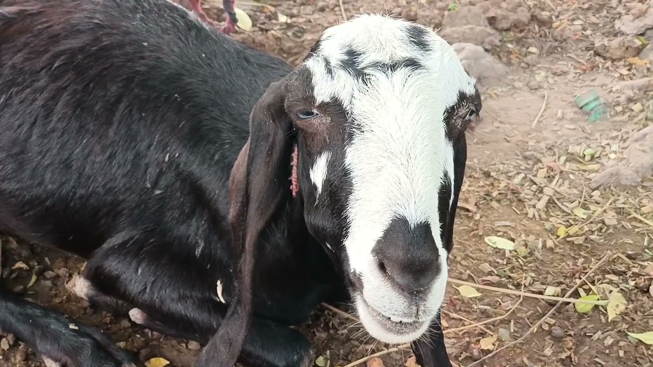 Village Animals Vlog #3: FUNNY, CUTE & WILD MOMENTS YOU CAN&rsquo;T MISS! 🐄🐓🐕_